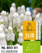 BIO Muscari White Magic